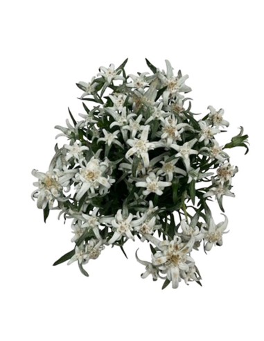 LEONTOPODIUM ALPINUM EVEREST "Stella Alpina" V. 13 cm