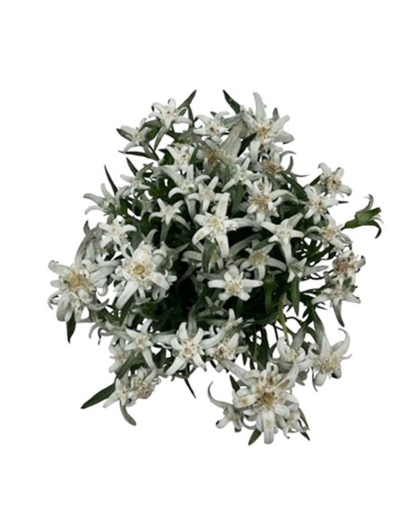 LEONTOPODIUM ALPINUM EVEREST "Stella Alpina" V. 13 cm