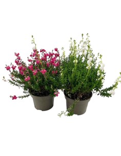DABOECIA CANTABRICA "Erica irlandese" MIX Vaso 13 cm