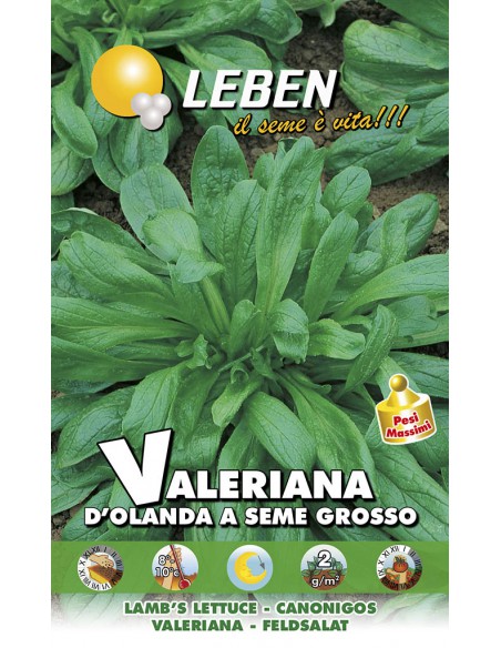 VALERIANA D'OLANDA S.G.  LBM