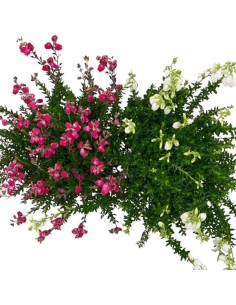 DABOECIA CANTABRICA "Erica irlandese" MIX Vaso 13 cm 2