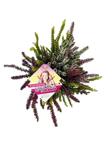 CALLUNA VULGARIS BEAUTY LADY HIGH FIVE Vaso 11 cm