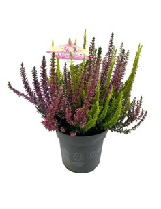CALLUNA VULGARIS BEAUTY LADY HIGH FIVE Vaso 11 cm 2