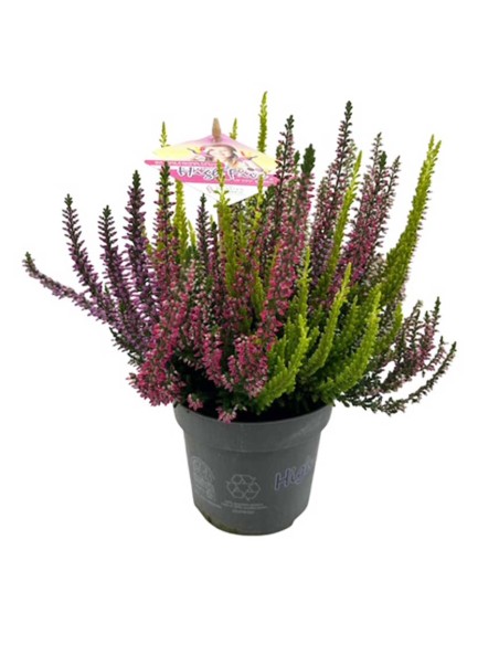 CALLUNA VULGARIS BEAUTY LADY HIGH FIVE Vaso 11 cm