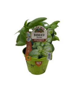 BASILICO ITALIANO (GENOVESE) Varietà GEMMA profumato