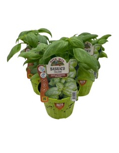 BASILICO ITALIANO (GENOVESE) Varietà GEMMA profumato 2