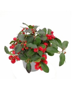 GAULTHERIA BIG BERRY "Gaultiera o falso bosso" perenne