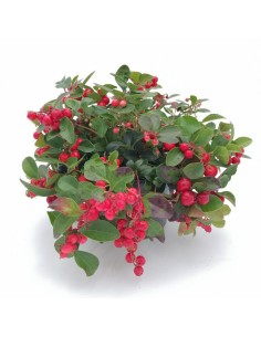 GAULTHERIA BIG BERRY "Gaultiera o falso bosso" perenne 2