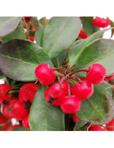GAULTHERIA BIG BERRY "Gaultiera o falso bosso" perenne 2