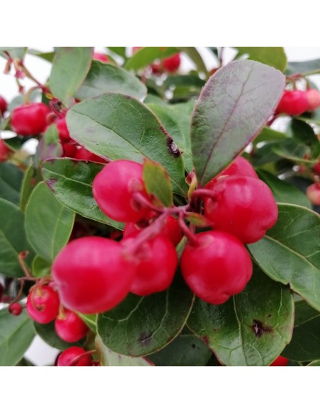 GAULTHERIA BIG BERRY "Gaultiera o falso bosso" perenne