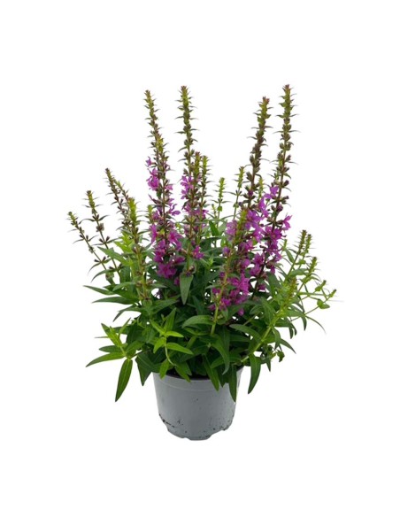 LYTHRUM SALICARIA ROBIN VIOLA Vaso 13 cm resistente