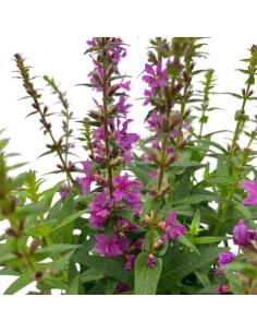 LYTHRUM SALICARIA ROBIN VIOLA Vaso 13 cm resistente 2