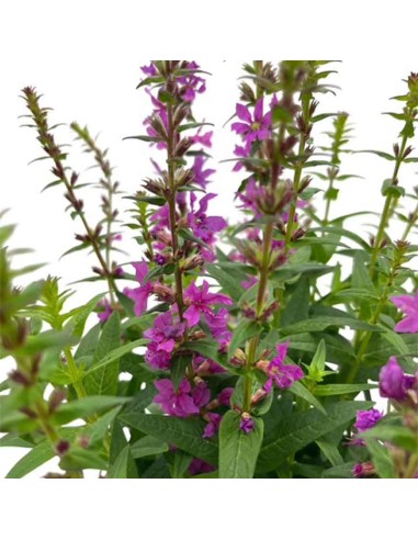 LYTHRUM SALICARIA ROBIN VIOLA Vaso 13 cm resistente