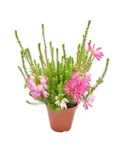 ERICA VERTICILLATA ROSA fioritura unica, steli eretti