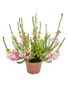 ERICA VERTICILLATA ROSA fioritura unica, steli eretti 2