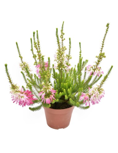 ERICA VERTICILLATA ROSA fioritura unica, steli eretti