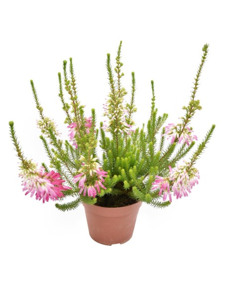 ERICA VERTICILLATA ROSA fioritura unica, steli eretti