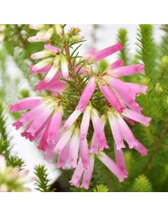 ERICA VERTICILLATA ROSA fioritura unica, steli eretti 2
