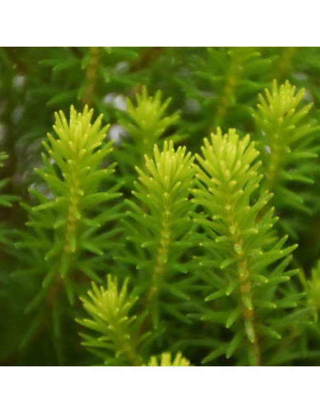 ERICA VERTICILLATA ROSA fioritura unica, steli eretti