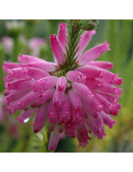 ERICA VERTICILLATA ROSA fioritura unica, steli eretti
