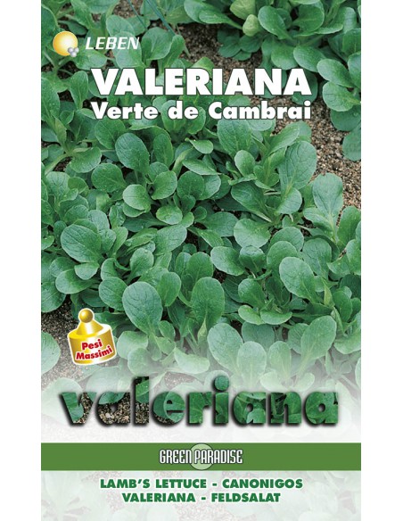 VALERIANA VERTE CAMBRAI  LBM