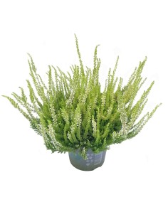 CALLUNA VULGARIS BEAUTY LADY Vaso 11 cm colori vivaci