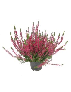 CALLUNA VULGARIS BEAUTY LADY Vaso 11 cm colori vivaci 2