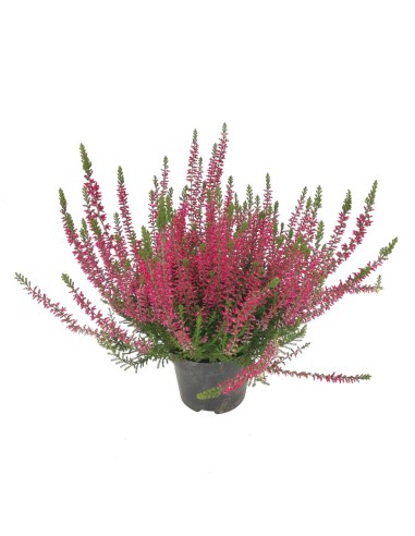 CALLUNA VULGARIS BEAUTY LADY Vaso 11 cm colori vivaci