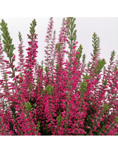 CALLUNA VULGARIS BEAUTY LADY Vaso 11 cm colori vivaci