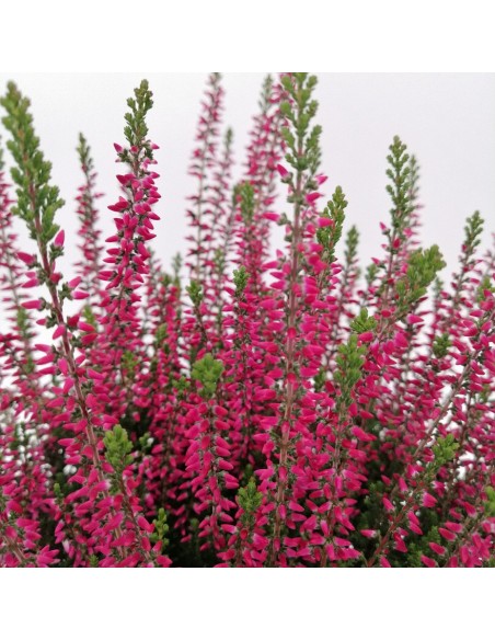 CALLUNA VULGARIS BEAUTY LADY Vaso 11 cm colori vivaci