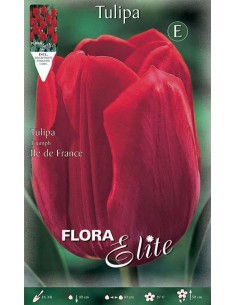 TULIPANO "ILE DE FRANCE" (triumph) 7 BULBI