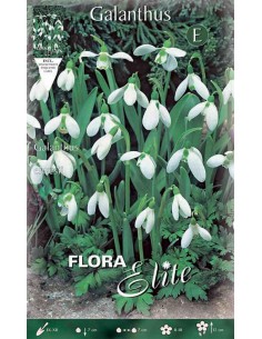 GALANTHUS ELWESII "Bucaneve" 10 BULBI