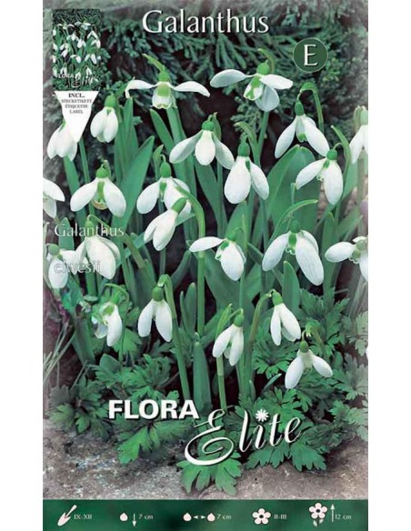 GALANTHUS ELWESII "Bucaneve" 10 BULBI