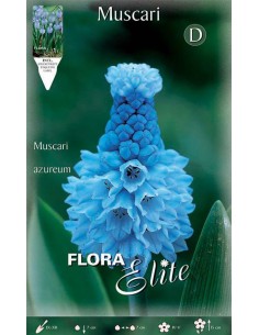 MUSCARI "AZUREUM" giacinto d'uva azzurro 15 BULBI