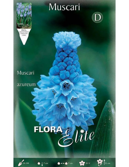 MUSCARI "AZUREUM" giacinto d'uva azzurro 15 BULBI