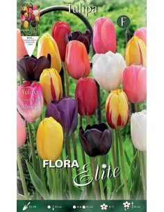 TULIPANO "MIXED" COLORI ASSORTITI (single late) 7 BULBI