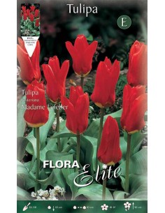TULIPANO MADAME LEFEBER (fosteriana) 10 BULBI