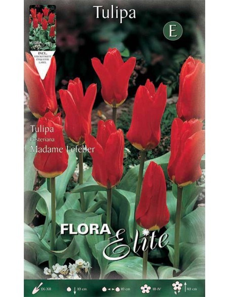 TULIPANO MADAME LEFEBER (fosteriana) 10 BULBI