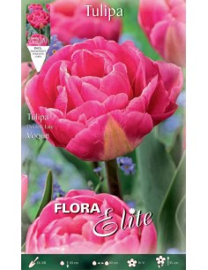 TULIPANO "VOQUE" (double late) 7 BULBI