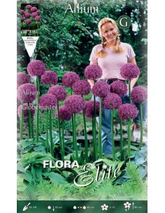 BULBI di ALLIUM GLOBEMASTER gigante 1 BULBI