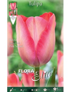 TULIPA DARWIN PINK SOUND (darwin hybrid) 10 BULBI