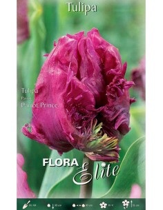 TULIPANO "PARROT PRINCE" (parrot) 7 BULBI
