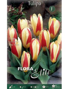 TULIPANO "THE FIRST" (kaufmanniana) 10 BULBI