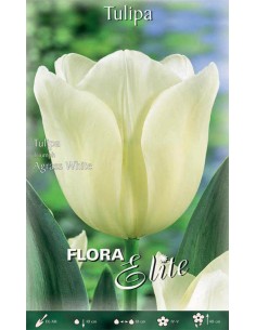 TULIPANO "AGRASS WHITE"  (triumph) 7 BULBI