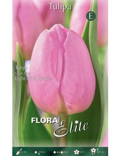 TULIPANO "LIGHT PINK PRINCE" (single early) 7 BULBI