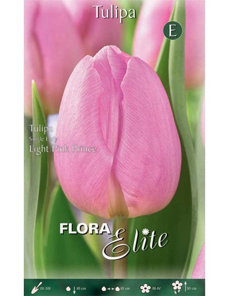 TULIPANO "LIGHT PINK PRINCE" (single early) 7 BULBI