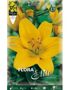 GIGLIO LILIUM YELLOW "asiatico" 2 BULBI