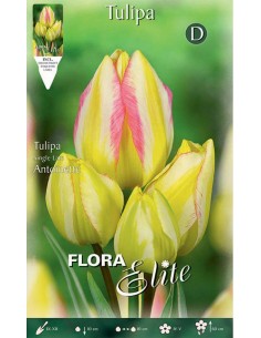 TULIPANO "ANTOINETTE" (multi-flowered) 7 BULBI