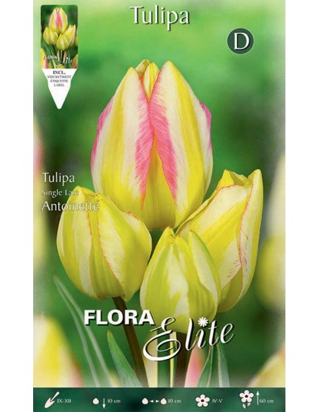 TULIPANO "ANTOINETTE" (multi-flowered) 7 BULBI