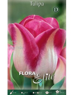 TULIPANO "PAGE POLKA" (triumph) 10 BULBI